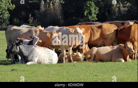 Vaches et veaux paissant dans une prairie en été Banque D'Images