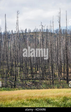 Le Parc National de Yellowstone, Wyoming, Burnt Out lodge pole pins Banque D'Images