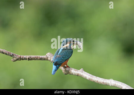 Kingfisher Alcedo atthis communs capturés avec boule Phoxinus phoxinus Ringwood Hampshire England UK Octobre 2012 Banque D'Images