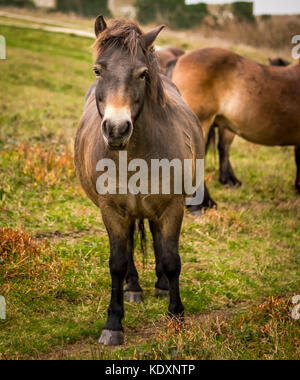 Poneys dartmoor déplacé dans les South Downs, Beachy Head. Banque D'Images