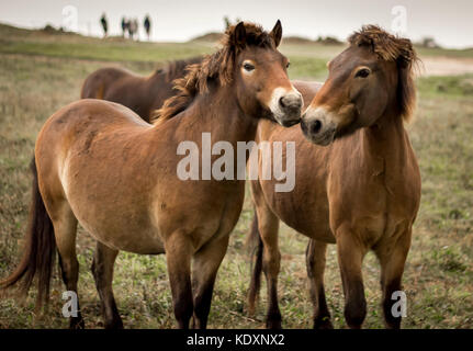 Poneys dartmoor déplacé dans les South Downs, Beachy Head. Banque D'Images