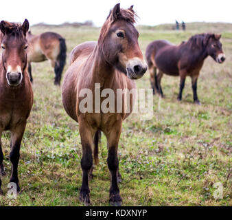 Poneys dartmoor déplacé dans les South Downs, Beachy Head. Banque D'Images