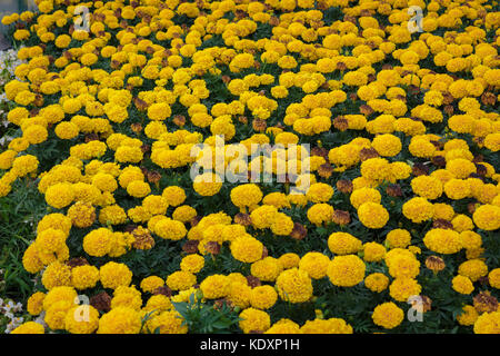 Un groupe de fleurs jaunes, high angle view Banque D'Images