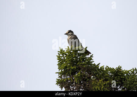 Mésangeai Perisoreus canadensis perché au sommet de conifère Parc national fundy Nouveau-Brunswick Canada Août2016 Banque D'Images