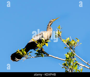 Une femelle Anhinga anhinga (oiseaux d'leucogaster) repose sur une branche de mangroves dans le sud de la Floride, aux États-Unis, après la plongée sous l'eau pour se nourrir de petits poissons par spearing avec son long, bien fait loi. L'anhinga est aussi appelé un snakebird uniquement parce que son long cou et la tête sont vus lors de la baignade dans l'eau. Autres noms : la Turquie et de l'eau vert américain. Banque D'Images