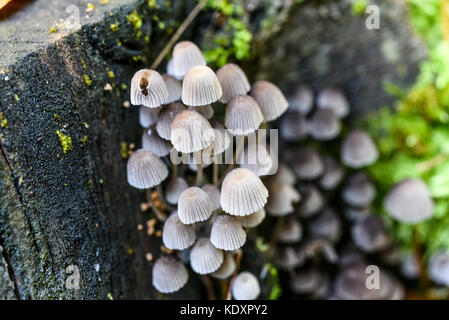 Les champignons non comestibles poussant dans la forêt en automne. Banque D'Images