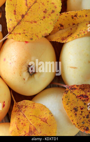 Des pommes mûres avec des feuilles jaunes . Vue d'en haut Banque D'Images