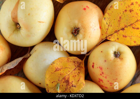 Des pommes mûres avec des feuilles jaunes . Vue d'en haut Banque D'Images