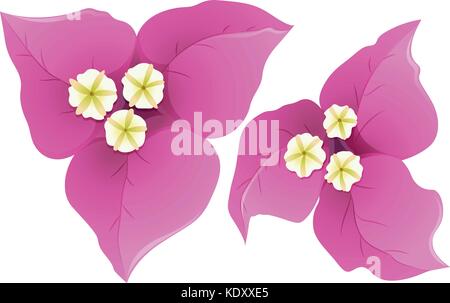 Bougainvillea en rose illustration Illustration de Vecteur