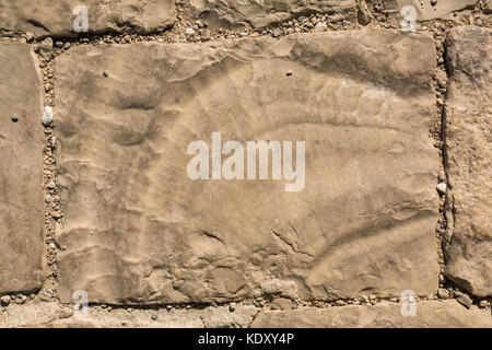 A proximité de grandes dalles de pavage en combustibles fossiles d'ammonites, Mont Nebo, Jordanie, Moyen-Orient Banque D'Images