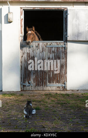 Un Foal de Lusitano derrière une demi-porte dans son stable et un gris et blanc Tabby Cat à l'extérieur se regarder l'un l'autre Banque D'Images