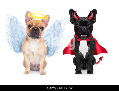 Devil and Angel fauve bouledogue français chiens assis côte à côte de décider entre le bien et le mal , bon ou mauvais, isolé sur fond blanc Banque D'Images