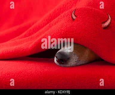 Jack Russell chien diable avec cornes halloween dormir sous la couverture dans le lit la chambre à coucher, malade, malade ou fatigué, feuille rouge couvrant son visage Banque D'Images