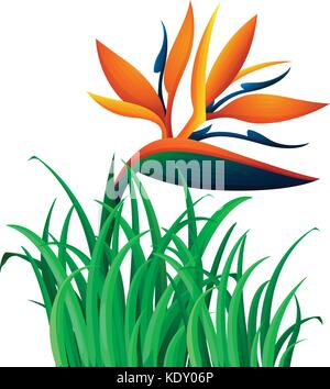 Bird of Paradise flower in the bush illustration Illustration de Vecteur
