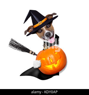 Sorcière halloween chien tenant une bannière blanche derrière une citrouille Banque D'Images