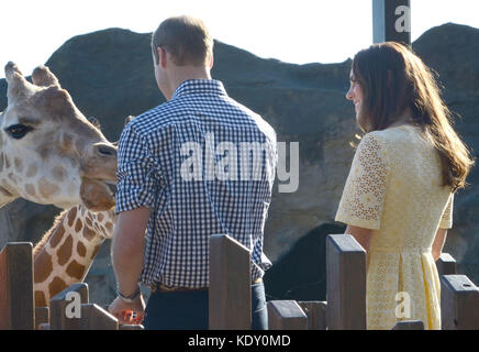 Sydney, AUSTRALIE - 20 AVRIL : Prince William, duc de Cambridge et Catherine, duchesse de Cambridge au zoo de Taronga le 20 avril 2014 à Sydney, Australie. Population: Prince William, duc de Cambridge et Catherine, duchesse de Cambridge Réf. Transmission: MNCUK1 crédit: Hoo-Me.com/MediaPunch ***NO UK*** Banque D'Images