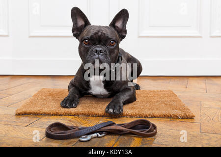 Bouledogue français chien en attente et suppliant d'aller faire une promenade avec le propriétaire , assis ou couché sur le paillasson Banque D'Images