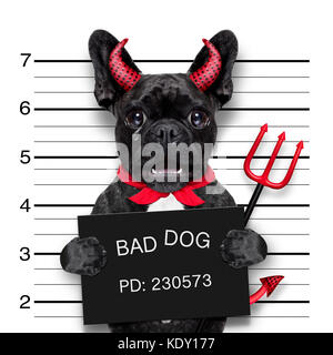 Diable halloween chien pug qui crie dans un pêché, électroniques de l'appareil photo avec le poste de police, en prison Banque D'Images