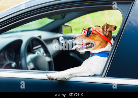 Chien penché la fenêtre de voiture avec lunettes drôles Banque D'Images