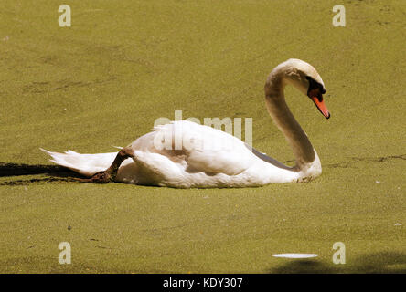 White Swan la natation dans un lac couvert d'algues Banque D'Images