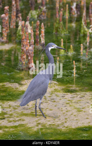 L'Egret Diamorphe [Egretta dimorpha] chasse dans les mangroves au large de la côte de Zanzibar, près de Stone Town Banque D'Images