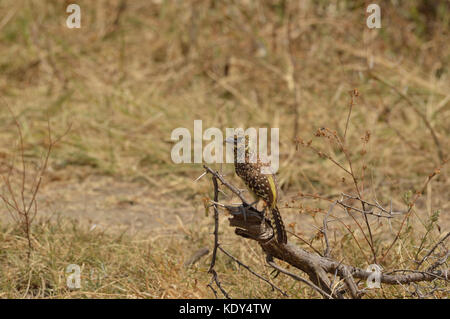 Usambiro Barbet [Trachyphonus usambiro] perché sur une branche du parc national du lac Manayara en Tanzanie Banque D'Images