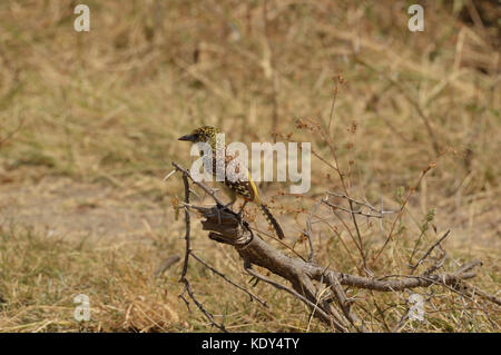 Usambiro Barbet [Trachyphonus usambiro] perché sur une branche du parc national du lac Manayara en Tanzanie Banque D'Images