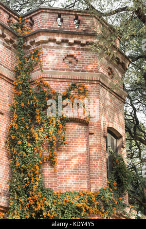 Pyrostegia venusta (flamme vigne, vigne trompette orange, uro) croissant dans un bâtiment en brique. Jardin botanique de Buenos Aires, Palermo, Argentine Banque D'Images