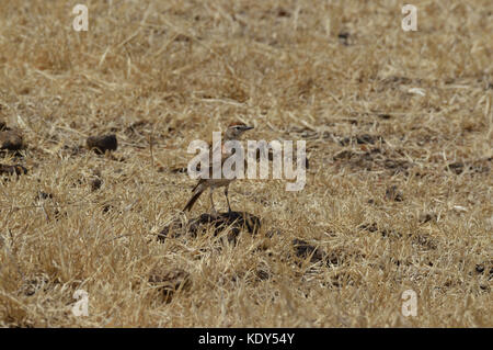 Le Lark à capuchon rouge [Calandrella cinerea] se trouvait sur le terrain dans la zone de conservation de Ngorongoro en Tanzanie Banque D'Images