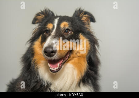 Portrait sheltie Banque D'Images