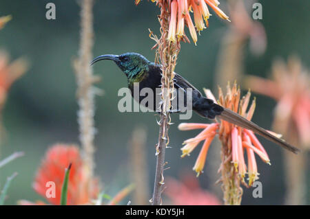 Sunbird à longue queue de Tacazze [Nectarinia tacazze] perchée sur la tige de fleur orange avec longue queue visible Banque D'Images