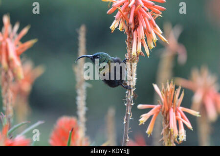 Sunbird Tacazze à queue longue [Nectarinia tacazze] perchée sur la tige de fleur orange face à la caméra Banque D'Images