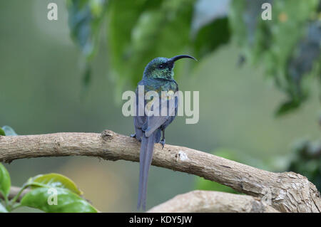 Sunbird Tacazza à queue longue [Nectarinia tacazze] perché sur une branche surplombant l'épaule Banque D'Images