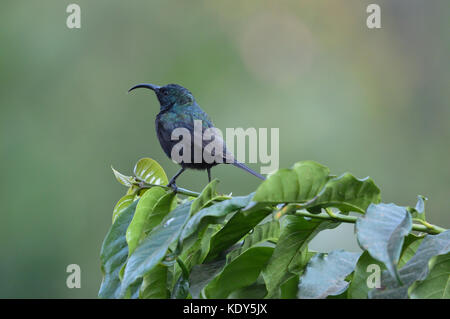 Sunbird à longue queue de Tacazze [Nectarinia tacazze] perchée sur une tige de plante verdoyante face à l'appareil photo Banque D'Images