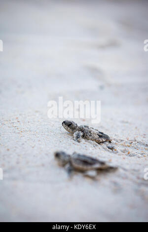 Bébé tortue de mer de presse Banque D'Images