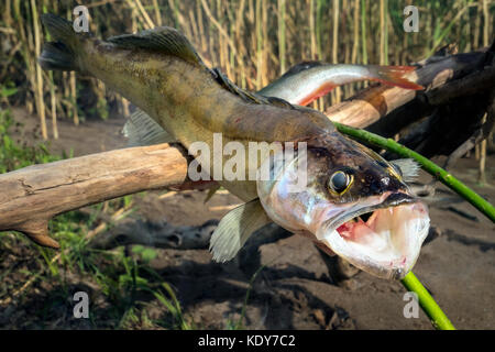 À poissons grillés sur la plage en Russie. horizontalement. deux des le sandre et la perche les poissons sont cuits à la jeu sur les rives du lac. Banque D'Images