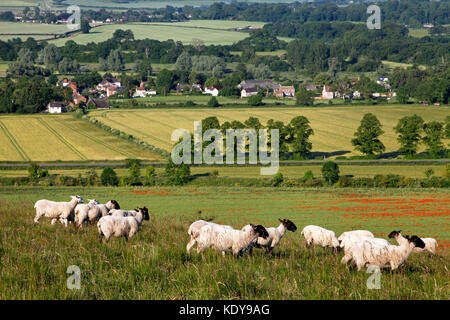 Des moutons paissant sur Scratchbury Hill, près de Salisbury dans le Wiltshire, surplombant le village de Norton Bavant. Banque D'Images