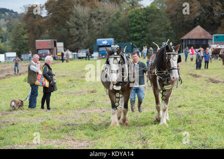 Shire chevaux au Weald et Downland Open Air Museum, campagne automne show, Singleton, Sussex, Angleterre Banque D'Images