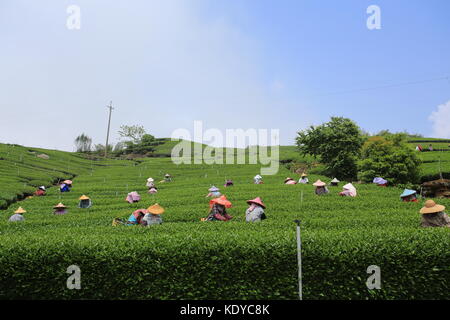 Le nouveau travailleur recueillir les feuilles de thé dans la région de plateau champ sur Alishan Chiayi en gamme Banque D'Images