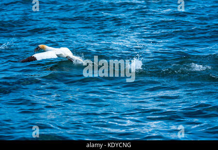 Pour les poissons plongée Gannet Banque D'Images