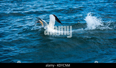 Pour les poissons plongée Gannet Banque D'Images