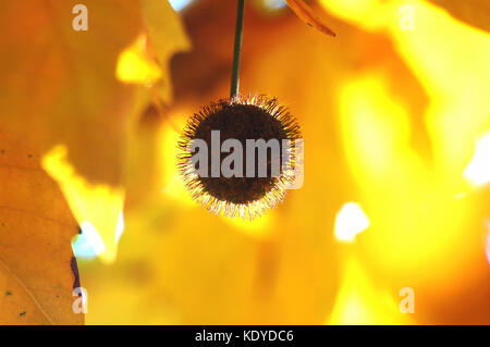 Automne doré feuilles de platane et les fruits sur les branches de l'arbre à l'heure d'or. Belle automne fond, coucher le rétroéclairage et le bokeh. Banque D'Images