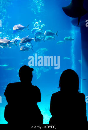 Les visiteurs émerveillés à Osaka Aquarium, un des plus grands aquariums publics, Osaka, Japon Banque D'Images