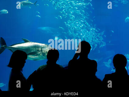 Les visiteurs émerveillés à Osaka Aquarium, un des plus grands aquariums publics, Osaka, Japon Banque D'Images