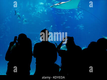 Les visiteurs émerveillés à Osaka Aquarium, un des plus grands aquariums publics, Osaka, Japon Banque D'Images