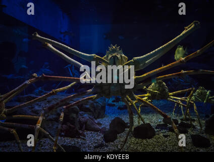 Plan de crabes géants nager dans l'Aquarium, Osaka, Japon Banque D'Images