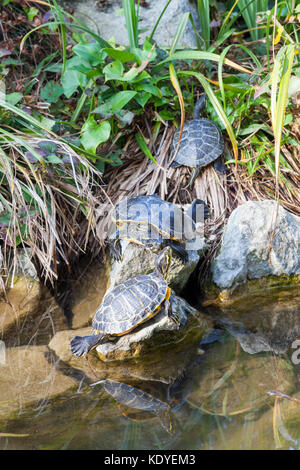 Curseur à ventre jaune, les tortues d'eau Trachemys scripta scripta, exposer au soleil sur des rochers au bord d'une piscine d'eau douce dans les jardins publics, Venise, Italie Banque D'Images