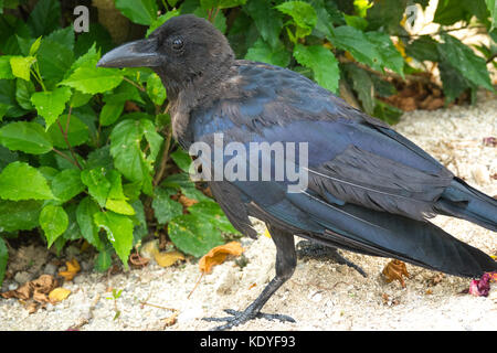 Close up d'un Corbeau à gros bec dans Île Taketomi Island, Îles Yaeyama, Okinawa Prefecture, Japan Banque D'Images