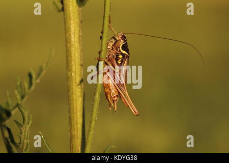 Homme Roesel's Bush-cricket Banque D'Images