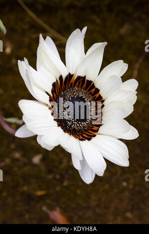 Grands pétales blancs aux yeux bleus foncé,fleur de la Cape Daisy, Venidium - Banque D'Images